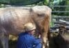 Struppa, domenica 7 giugno torna la Fiera del Bestiame mucca latte mungitura fiera del bestiame struppa