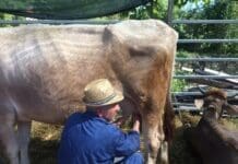 Fiera del Bestiame torna a Struppa nel fine settimana mucca latte mungitura