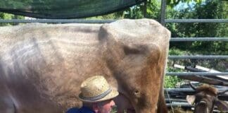 Fiera del Bestiame torna a Struppa nel fine settimana mucca latte mungitura