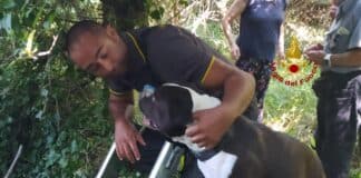 Vigili del fuoco salvano cane caduto in una cisterna cane salvato sciarborasca
