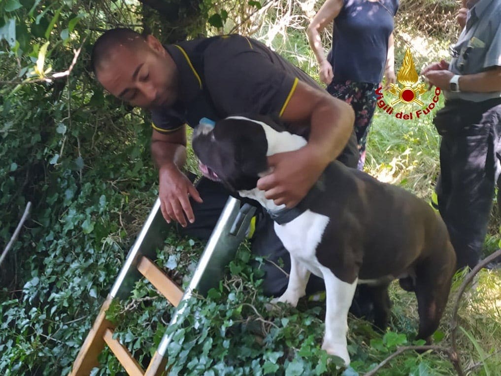 cane salvato sciarborasca