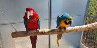 Sestri Ponente, appartamento trasformato in zoo, nei guai due guardie zoofile