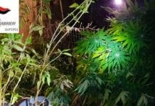 Albisola, coltiva marijuana nella sua proprietà: arrestato 48enne incensurato