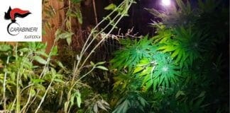 Albisola, coltiva marijuana nella sua proprietà: arrestato 48enne incensurato