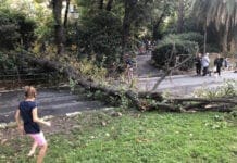 San Fruttuoso – Un albero si abbatte tra i passanti nel parco di Villa Imperiale albero caduto villa Imperiale