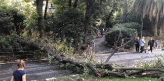 San Fruttuoso – Un albero si abbatte tra i passanti nel parco di Villa Imperiale albero caduto villa Imperiale