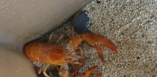 Raro esemplare di Astice giallo salvato dal Ristorante e donato all’Acquario di Genova astice giallo acquario