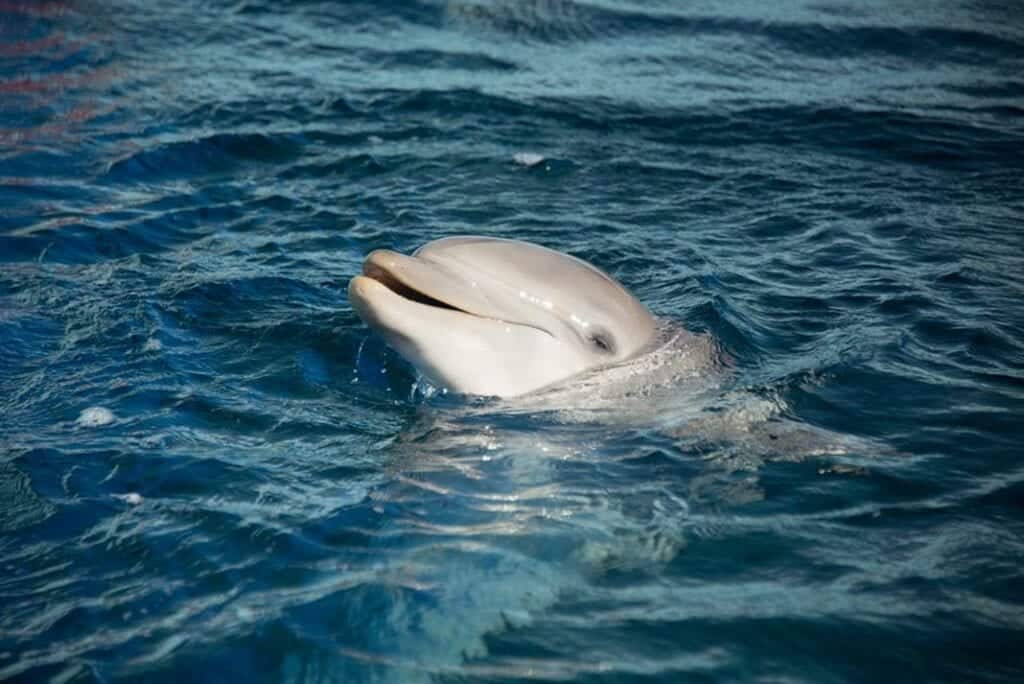 delfino morto Acquario Genova Nau