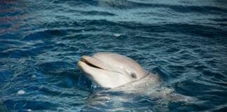 Acquario di Genova – Morto uno dei delfini delfino morto Acquario Genova Nau