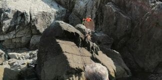 Caprette bloccate sulla scogliera nelle Cinque Terre, parte il salvataggio