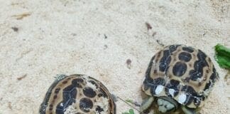 L’Acquario di Genova dà il benvenuto ai piccoli di tartaruga e di razza