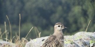 Raro esemplare di Piviere tortolino avvistato in Val d’Aveto