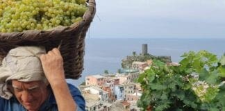 Liguria investe ancora nella Viticoltura eroica, incentivi per giovani Vendemmia vigneti Liguria