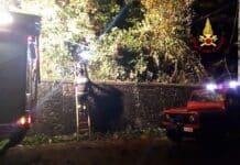 Albero si abbatte sulla strada tra Busalla e Savignone, intervento dei Vigili del Fuoco
