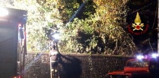 Albero si abbatte sulla strada tra Busalla e Savignone, intervento dei Vigili del Fuoco