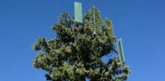 5G – In fiamme impianto di telefonia mobile camuffato da albero antenna albero