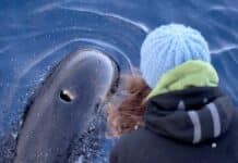 Santuario dei Cetacei – I globicefali avvicinano i documentaristi in un curioso incontro – VIDEO globicefali