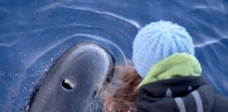 Santuario dei Cetacei – I globicefali avvicinano i documentaristi in un curioso incontro – VIDEO globicefali