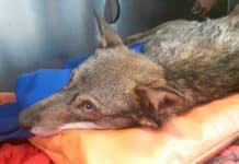 Tiglieto – Soccorre un cane ferito per strada e scopre che è un lupo lupo ferito Tiglieto