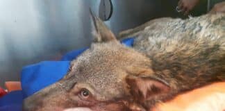 Tiglieto – Soccorre un cane ferito per strada e scopre che è un lupo lupo ferito Tiglieto