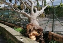 Castelletto – Crolla un albero su campo da bocce alle Mura dello Zerbino albero caduto mura zerbino