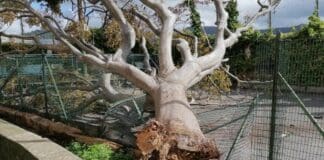 Castelletto – Crolla un albero su campo da bocce alle Mura dello Zerbino albero caduto mura zerbino
