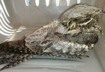Loano – Moria di animali selvatici, Enpa avvia accertamenti