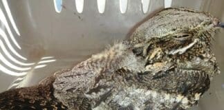 Loano – Moria di animali selvatici, Enpa avvia accertamenti