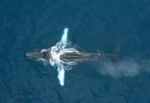 Savona, megattera avvistata a 3 miglia dal porto. Era stata fotografata nell’86 a Santo Domingo