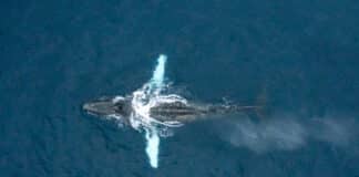 Savona, megattera avvistata a 3 miglia dal porto. Era stata fotografata nell’86 a Santo Domingo