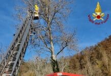 Vespa Velutina, apicoltori spezzini assediati: intervengono i Vigili del Fuoco