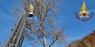 Vespa Velutina, apicoltori spezzini assediati: intervengono i Vigili del Fuoco