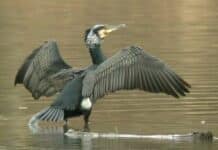 Abbattimento Cormorani in Liguria – Legambiente: sono migratori, abbatterli non ha senso cormorano