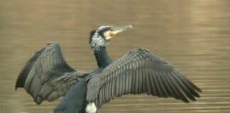 Regione Liguria autorizza l’abbattimento per i cormorani cormorano