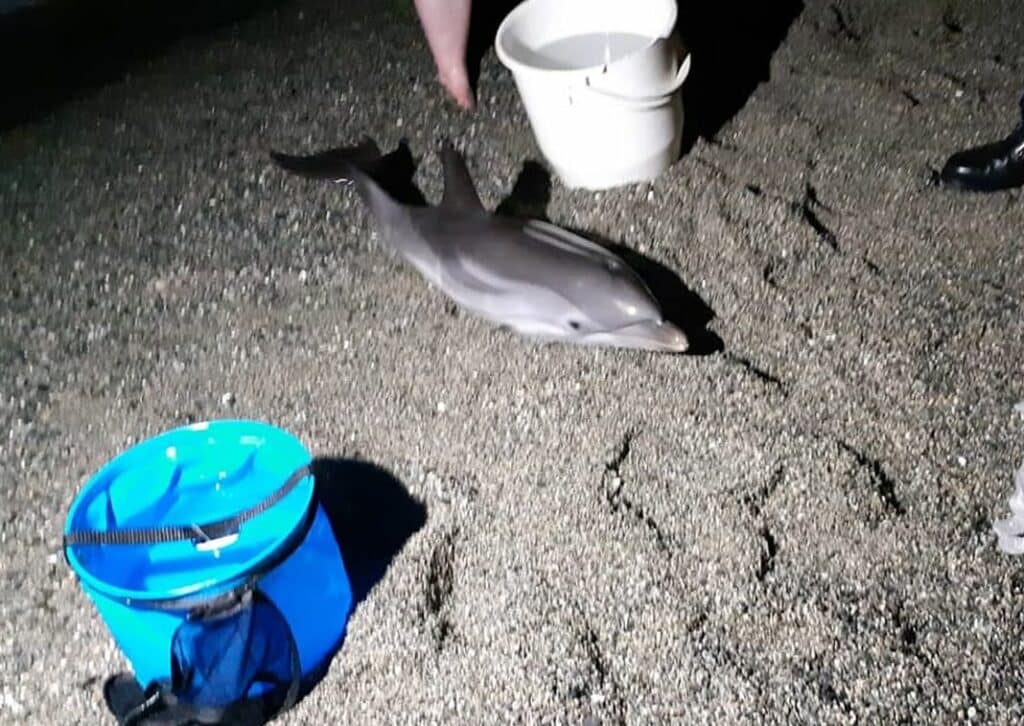 delfino cucciolo spiaggiato Albisola