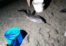 Monterosso, cucciolo di delfino spiaggiato salvato dai bagnanti, poche le speranze delfino cucciolo spiaggiato Albisola