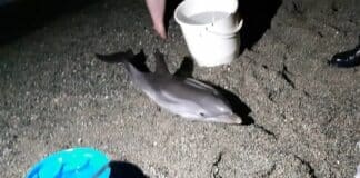 Morto il cucciolo di delfino spiaggiato ad Albisola delfino cucciolo spiaggiato Albisola
