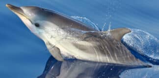 TuMa, il primo corso per la professione di Accompagnatore di Turismo Marino