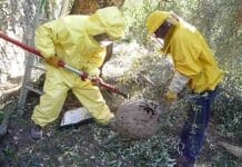 Vespa Velutina – L’insetto killer è arrivato anche a Genova e può uccidere l’uomo vespa velutina nido