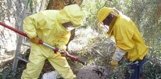 Vespa velutina a Genova, l’appello degli apicoltori: interventi subito vespa velutina nido