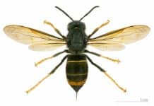 Vespa velutina avanza in Liguria, già catturate regine svernanti a Framura e Alassio vespa velutina