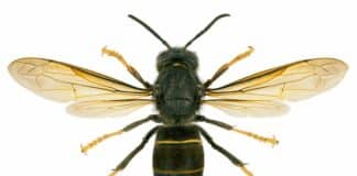 Al via una nuova sperimentazione per difendere le api dalla vespa velutina vespa velutina