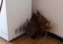 Galline “sequestrate” nella cucina di casa e liberate dalle guardie zoofile