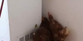 Galline “sequestrate” nella cucina di casa e liberate dalle guardie zoofile