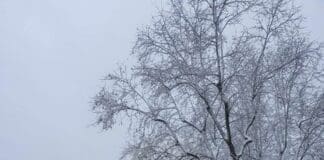 Nevica a Genova, via Emilia si traveste da Scandinavia ma si circola con difficoltà via Emilia, neve