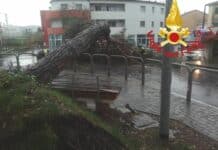 Maltempo a La Spezia – Cade un grosso pino marittimo a Melara, arrivano i pompieri albero abbattuto Melara La spezia