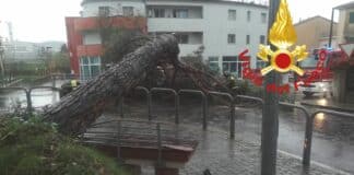 Maltempo a La Spezia – Cade un grosso pino marittimo a Melara, arrivano i pompieri albero abbattuto Melara La spezia