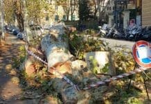 Marassi – Alberi tagliati in corso Galliera, la rivolta dei residenti: gli alberi non sono malati alberi abbattuti corso Galliera