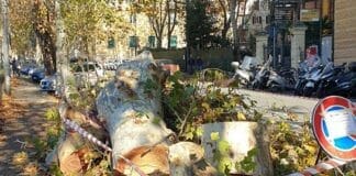 Marassi – Alberi tagliati in corso Galliera, la rivolta dei residenti: gli alberi non sono malati alberi abbattuti corso Galliera