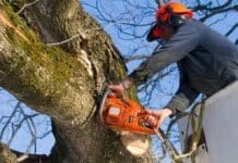 Genova, via Cecchi chiusa per ramo pericolante alla Foce alberi potati abbattuti